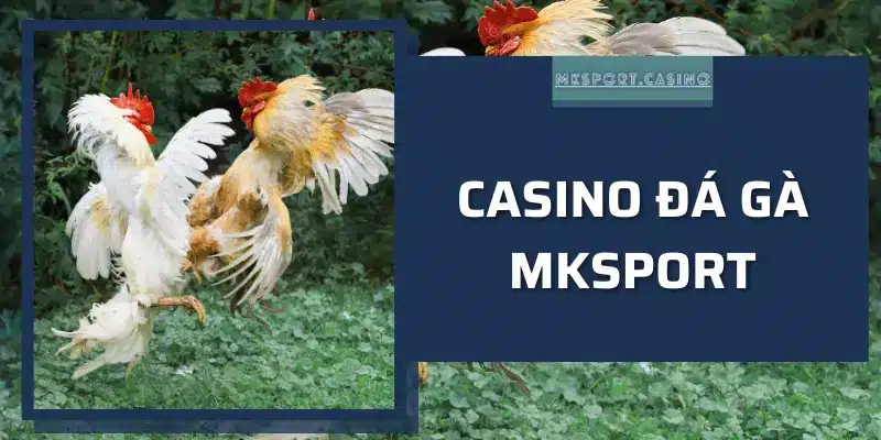 Casino - Đá gà tại MKSport